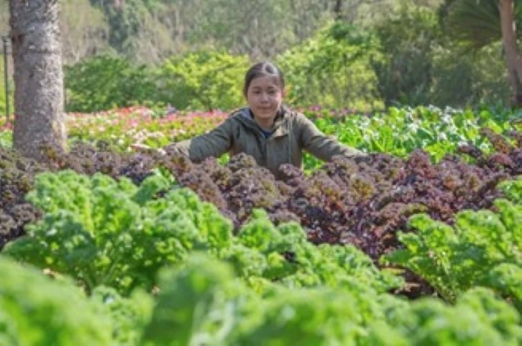 A girl in the vegetable garden