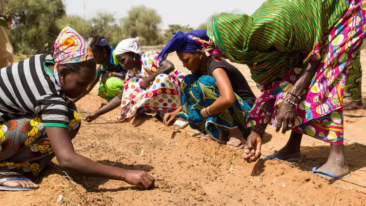 women planting seeds